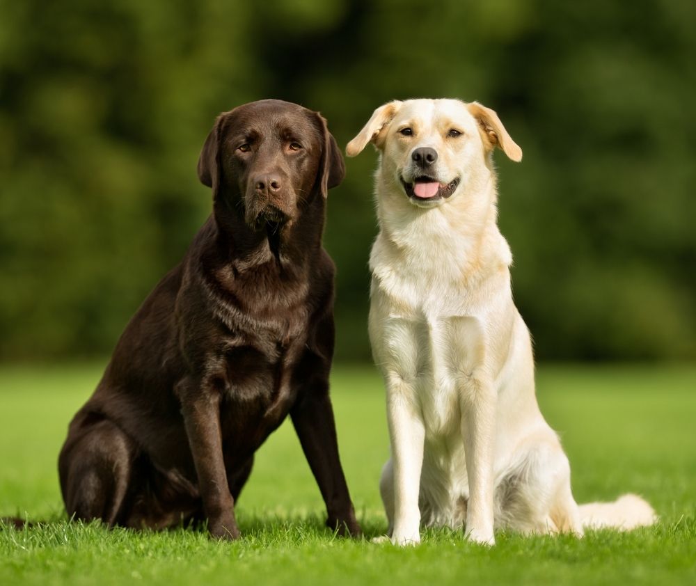 Veterinarian In Dublin, OH The Animal Hospital Of Dublin